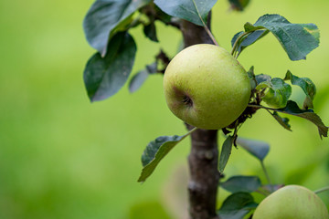Grüner Apfel am Baumstamm