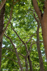 Fototapeta premium High canopy tree with the sunlight.