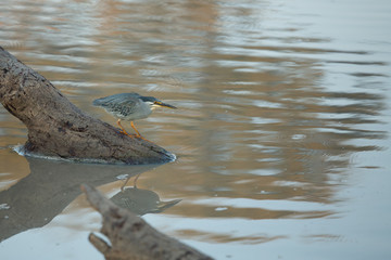 Green Backed Heron stalking fish from a log in the water
