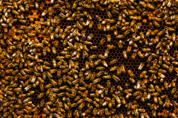 Bee farm, honeycomb, bees nesting in the farm.