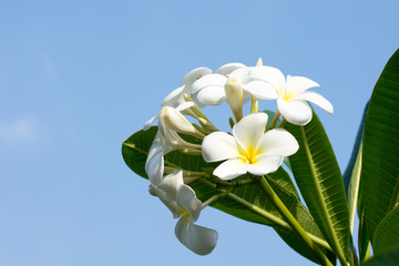 Fototapeta na wymiar Several realistic white-yellow plumeria (frangipani) flowers with green leaves isolated on white background