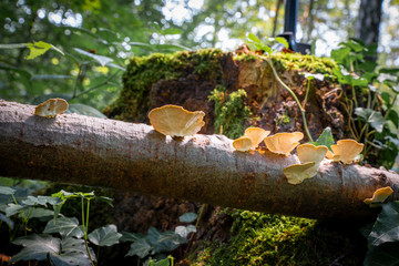 Pilze im Wald am Stamm