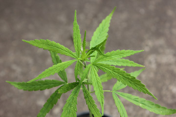 closeup​ marijuana, marijuana, Indian hemp, hemp on​ the​ tree​ top​ view.