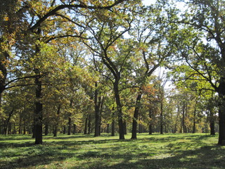 Fototapeta premium autumn in the park