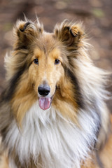 Shetland Sheepdog (AKA Sheltie) Tri Color Male Portrait. Off-leash dog park in Northern California