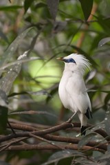 Bali sterling also known as The Bali Myna bird