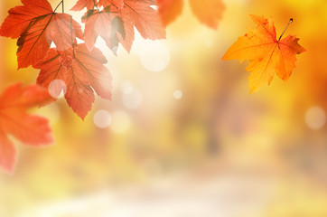 Falling yellow leaves and grass bokeh background with sun beams.