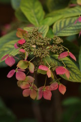 Pink and green petals