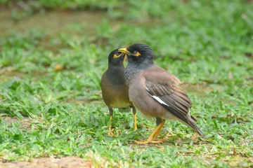 Acridotheres javanicus