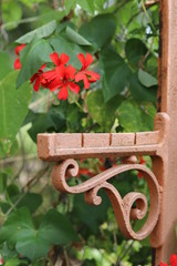 Fototapeta premium Red flowers