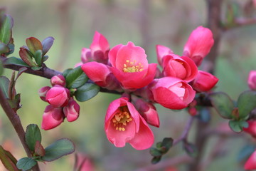 Fototapeta na wymiar Pink flowers on a branch