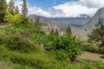 Fototapeta na wymiar Scenic view of a green landscape with mountain range in the background, trees, colored plants in front at island Reunion in the indian ocean on a sunny day with blue sky and white clouds