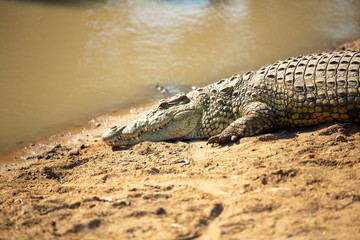 Nile crocodile sunning itself on the bank of a local watering hole.