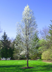 Fototapeta na wymiar Pear Tree in Bloom