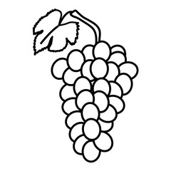 fresh grapes fruits nature icon
