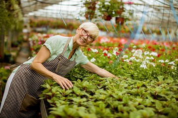 View at good looking senior woman working with spring flowers in greengarden