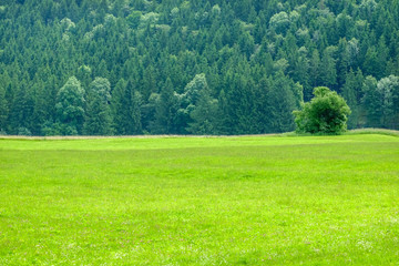green field landscape