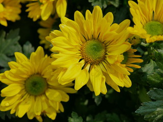Selective focus of fresh yellow chrysanthemum flowers in bright sunlight