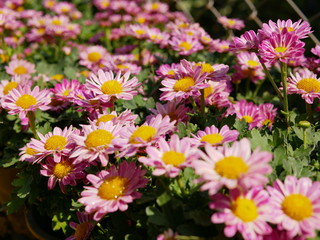 Obraz premium Selective focus of fresh pink / light purple chrysanthemum flowers in bright sunlight