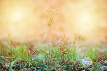 Selective focus on blossom flowers with blurred background and light of sunset.