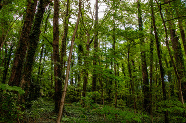 Obraz premium trees in the forest