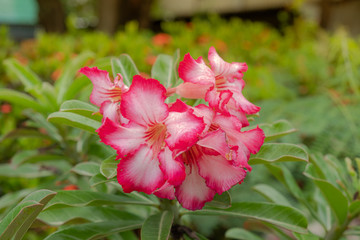 Obraz premium desert rose flower or Adenium obesum