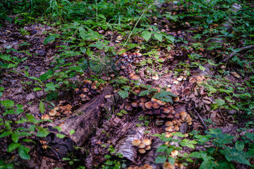 old dry broken tree trunks and stomps in forest