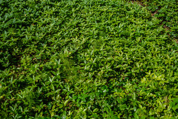 green fresh foliage. tree leaf in summer day in sunlight. abstract pattern