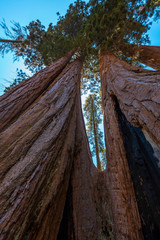 A sequoia seen from below a hole of a giant tree in Sequoia National Park, California. United States