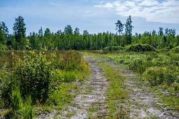 wavy gravel road in green summer forest