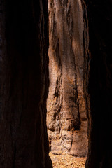 Texture of a sequoia look from a hole of a giant tree in Sequoia National Park, California. United States