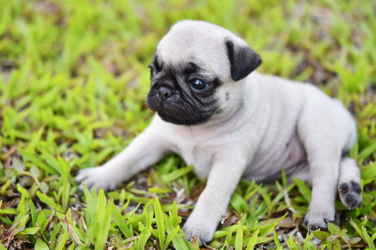Cute puppy brown Pug playing alone in green lawn