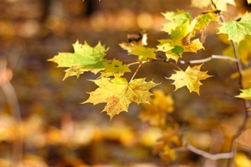 Naklejka na ściany i meble Autumn Leaves On Blurred Background