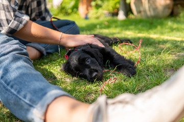 Black Cocker Spaniel Puppy Dog Being Stroked By Young Female Hand