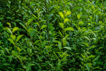 green fresh foliage. tree leaf in summer day in sunlight. abstract pattern