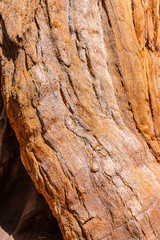 The bark of a giant tree in Sequoia National Park, California. United States