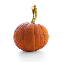 single orange Baby Bear pumpkin isolated on white background