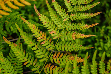 green fresh foliage. tree leaf in summer day in sunlight. abstract pattern