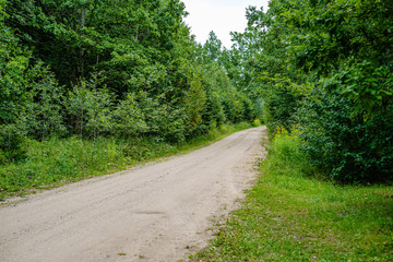 wavy gravel road in green summer forest