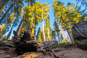 A young man walking on top of a dead tree in Sequoia National Park, California. United States
