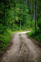 Fototapeta na wymiar wavy gravel road in green summer forest