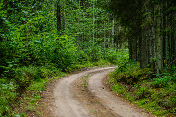wavy gravel road in green summer forest
