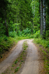 Obraz premium wavy gravel road in green summer forest