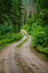 wavy gravel road in green summer forest