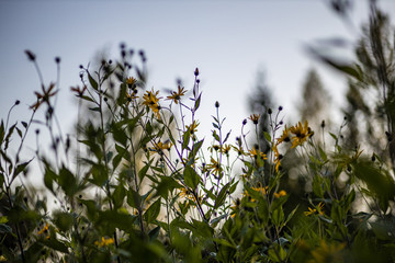 yellow summer flowers on blur background