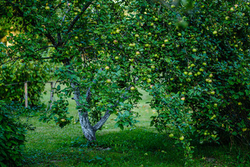apple tree full with harvest ready tasty fruits