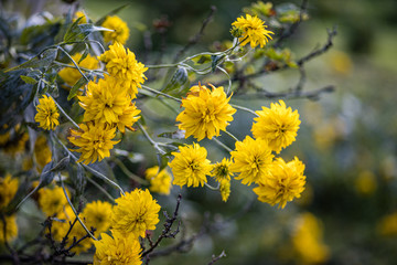 yellow summer flowers on blur background