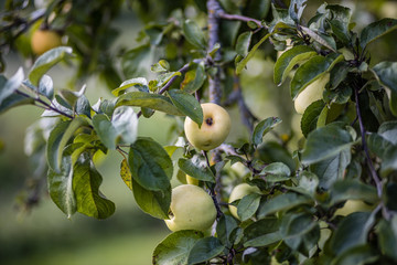 apple tree full with harvest ready tasty fruits