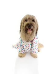 Dog dressed as veterinary wearing stethoscope,  hospital gown. Isolated on white background.