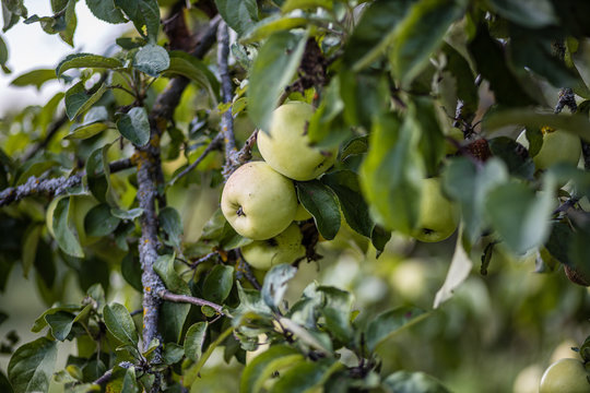 apple tree full with harvest ready tasty fruits